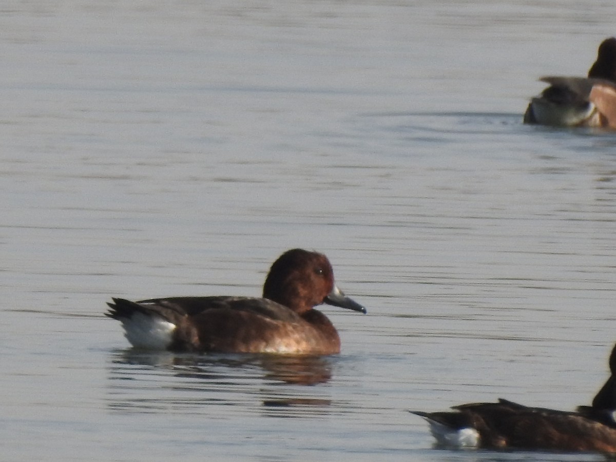 Ferruginous Duck - ML385956071