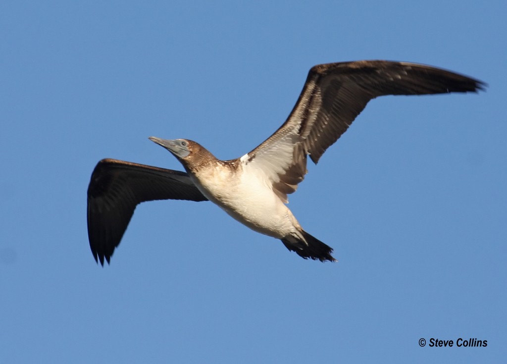 Blue-footed Booby - ML38595611