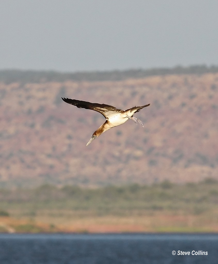 Blue-footed Booby - ML38595651