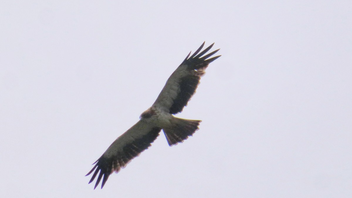 Booted Eagle - ML385956591