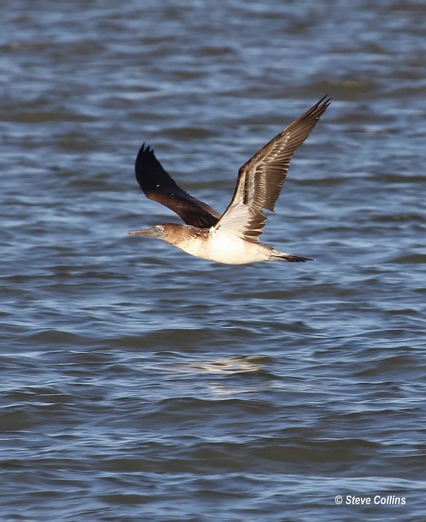 Blue-footed Booby - ML38595661