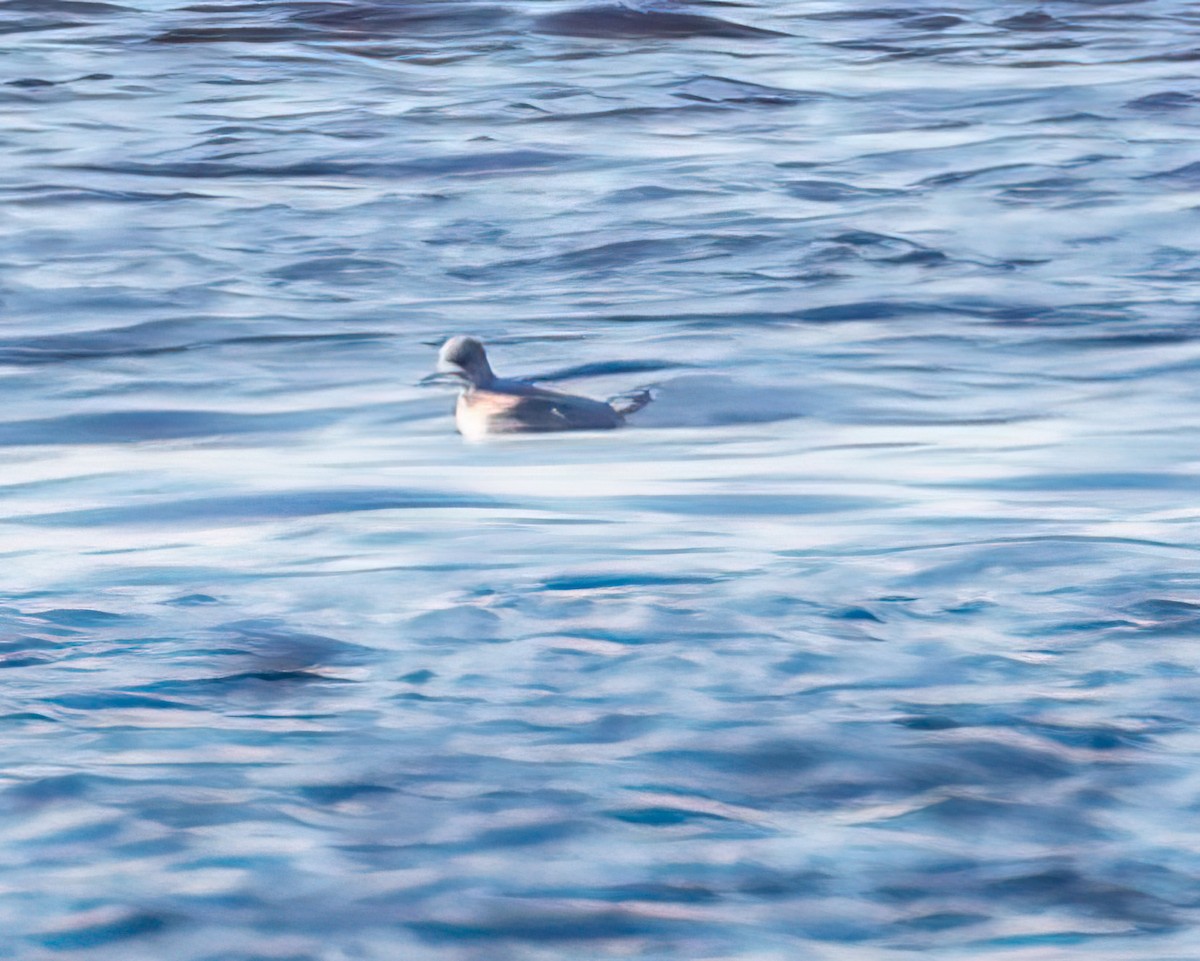 Phalarope à bec large - ML385956621