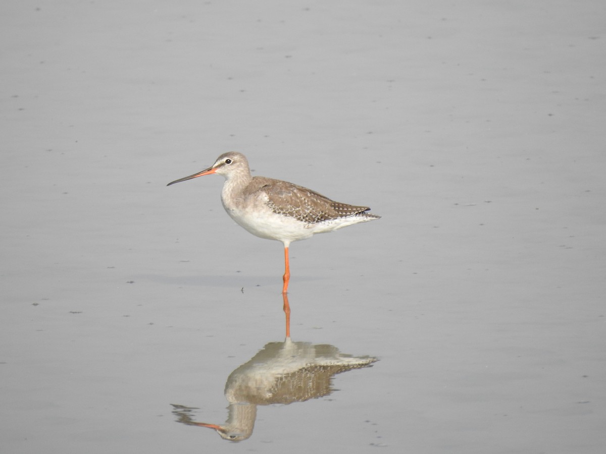 Spotted Redshank - Mohammad Kheylapoor