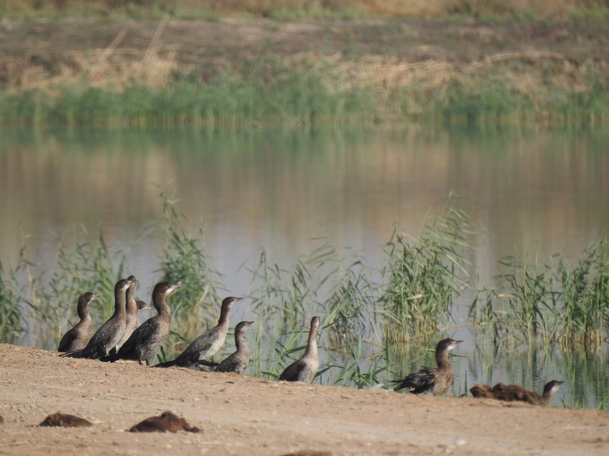 Pygmy Cormorant - ML385958261