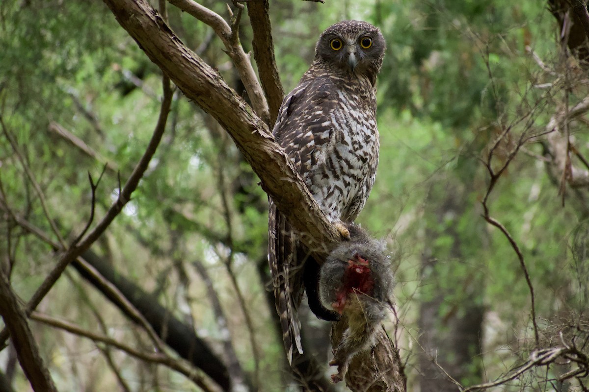 Powerful Owl - ML385959451