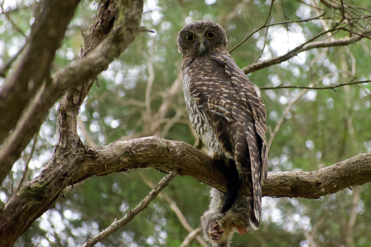 Powerful Owl - ML385959461