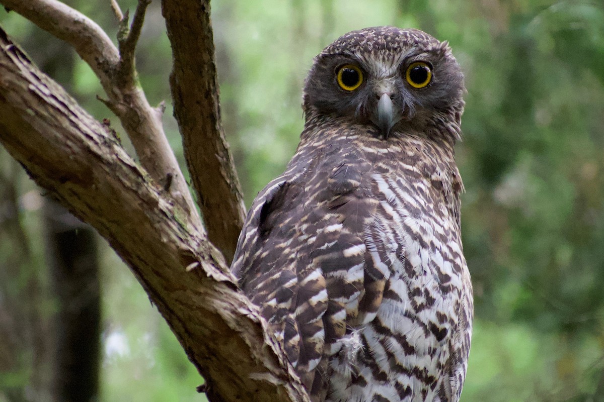 Powerful Owl - ML385959731