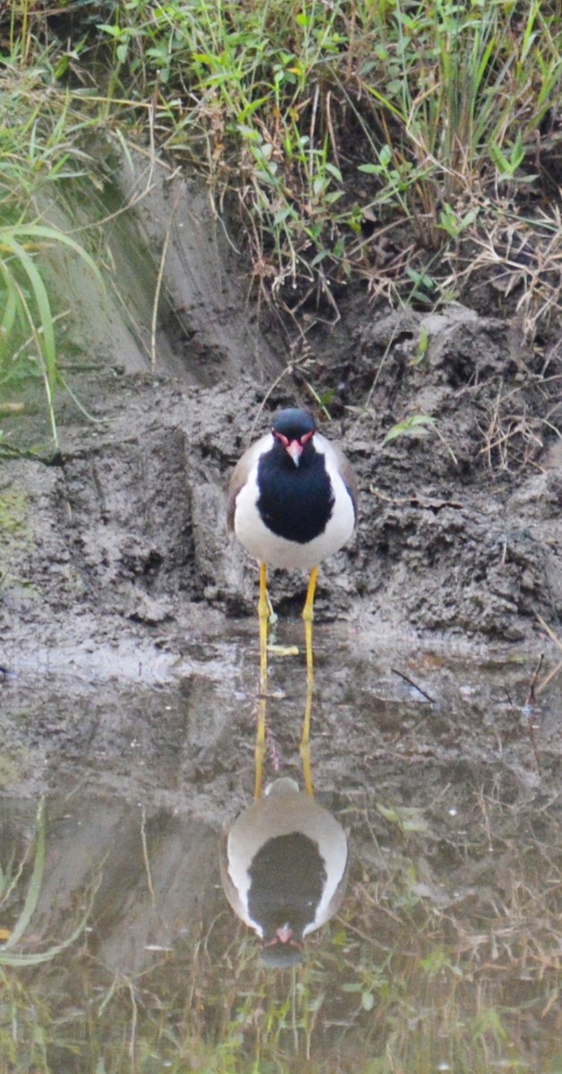 Red-wattled Lapwing - Dr Surendra Azad