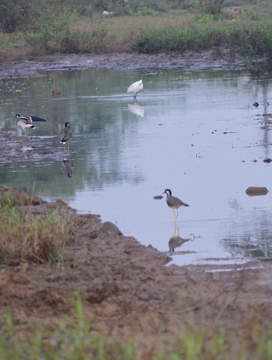 Red-wattled Lapwing - ML385960341