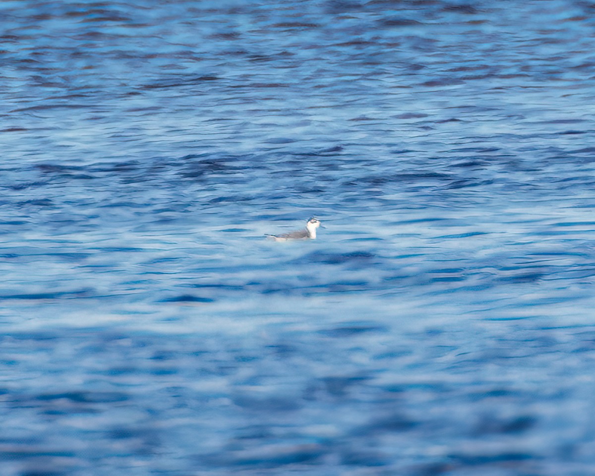 lyskonoh ploskozobý - ML385960351