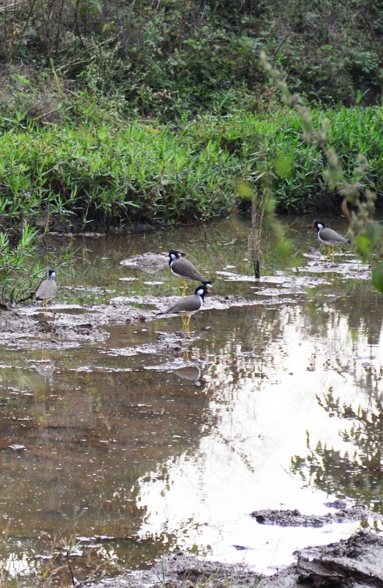 Red-wattled Lapwing - ML385960491