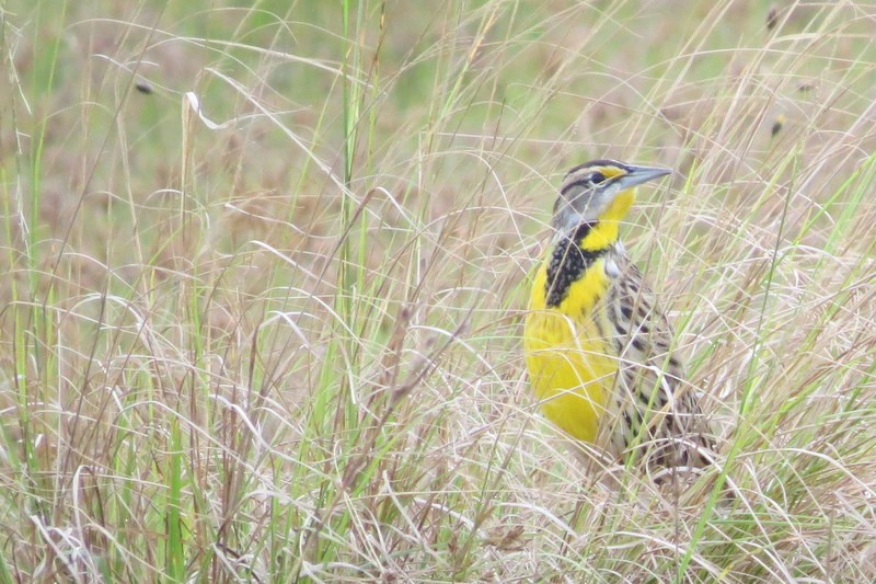Eastern Meadowlark - ML38596071