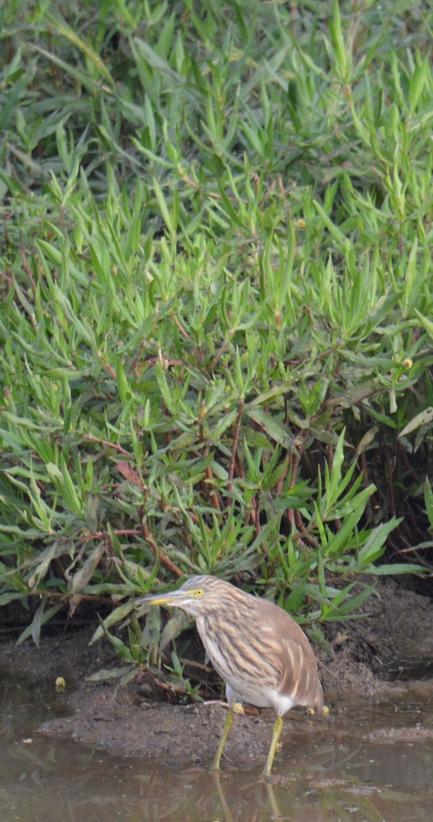 Indian Pond-Heron - ML385960881