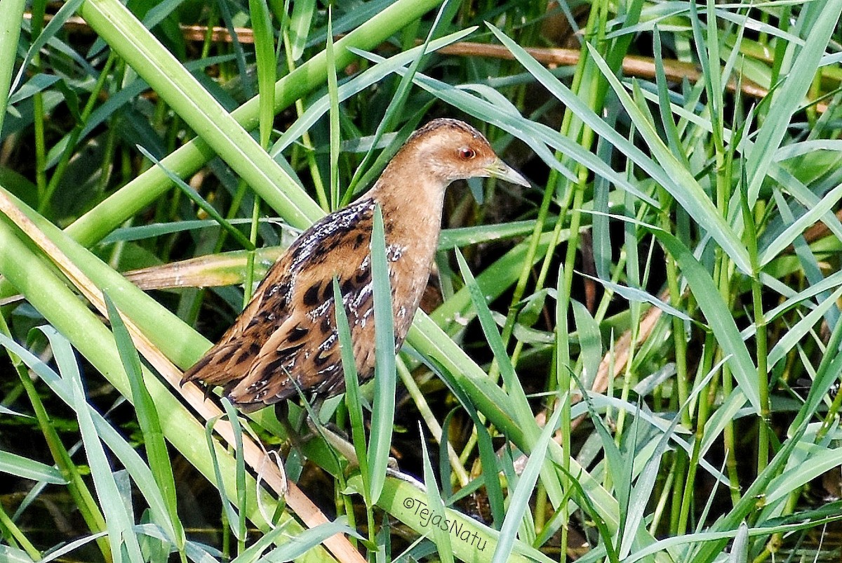 Baillon's Crake - Tejas Natu