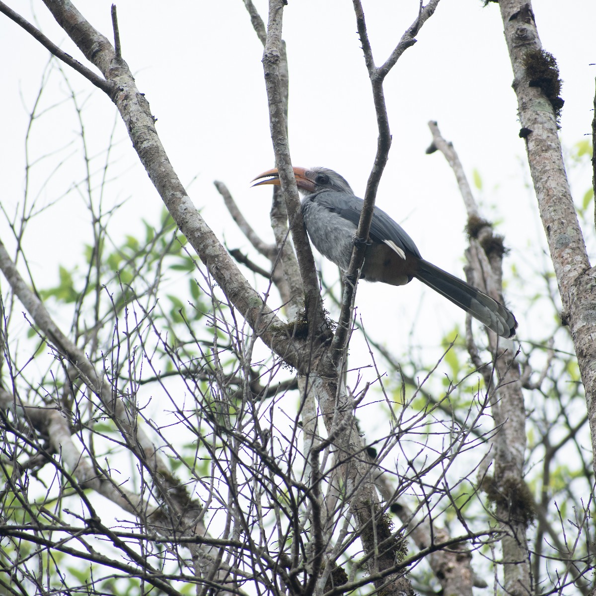 Malabar Gray Hornbill - Balu A