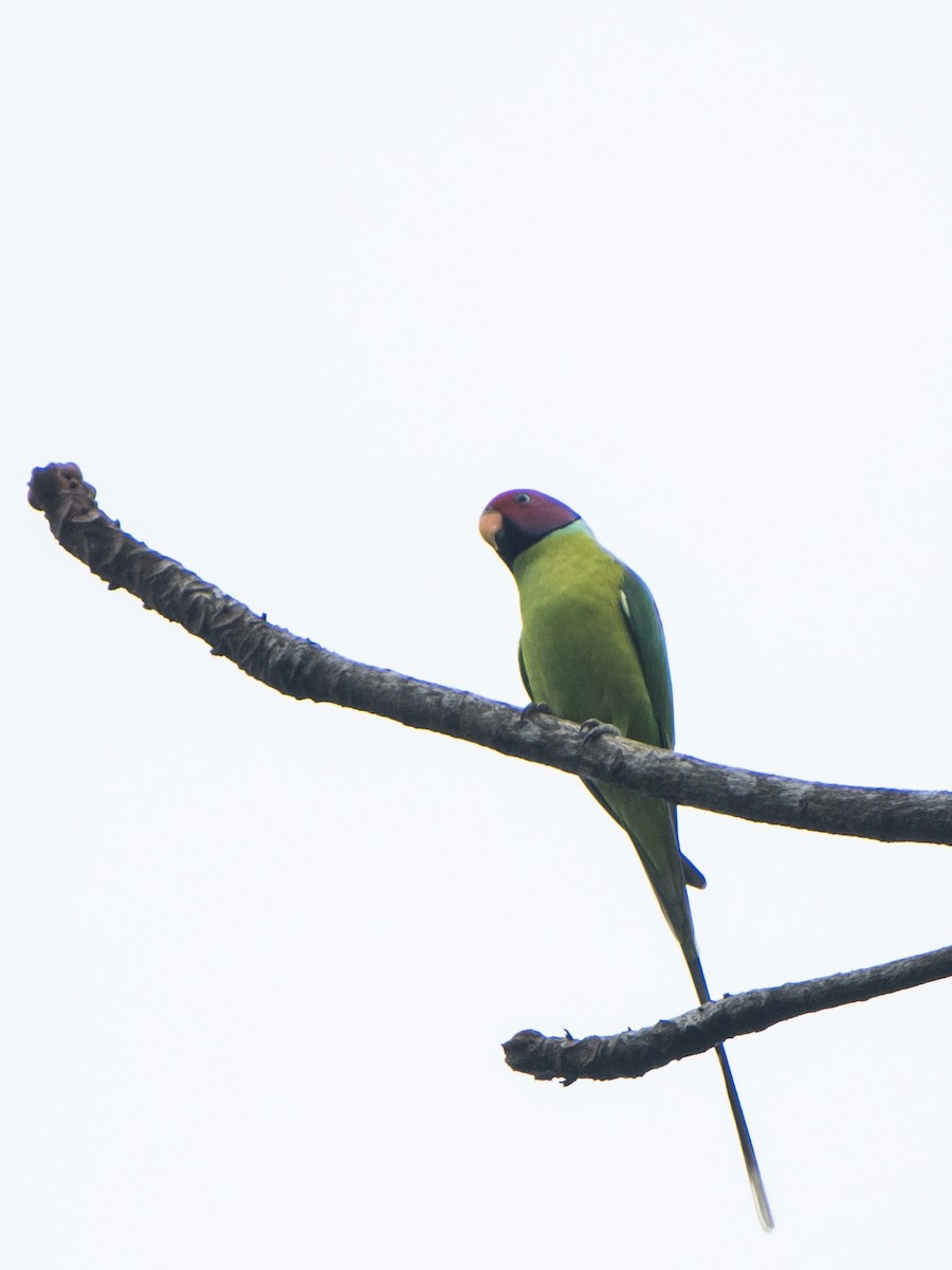 Папужець фіолетовоголовий - ML385964021