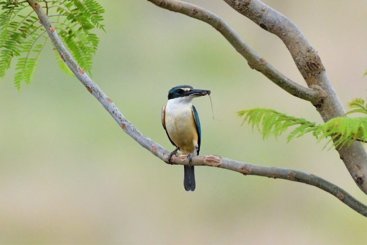 Sacred Kingfisher (Australasian) - ML385964041