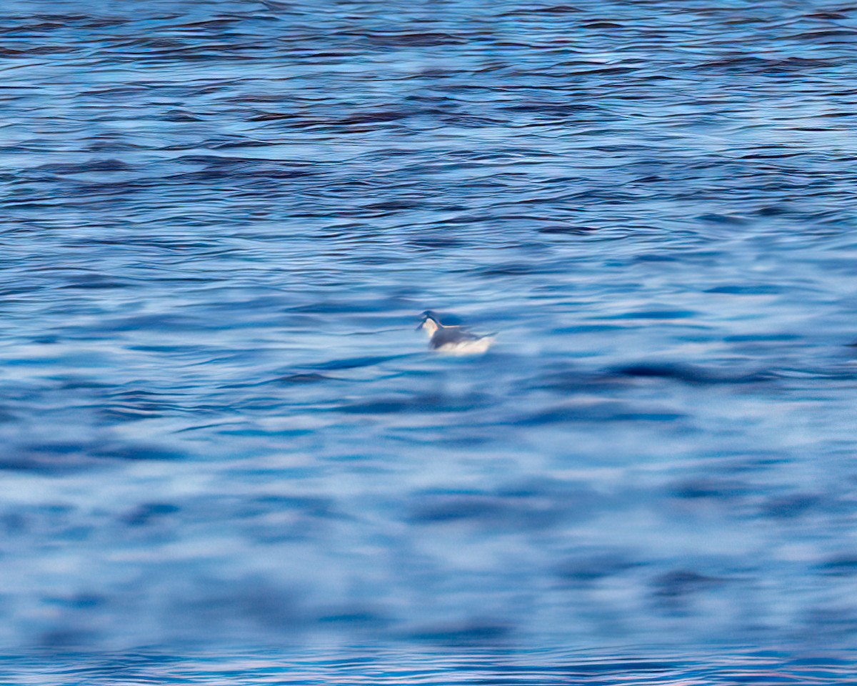 Red Phalarope - Ken Ball