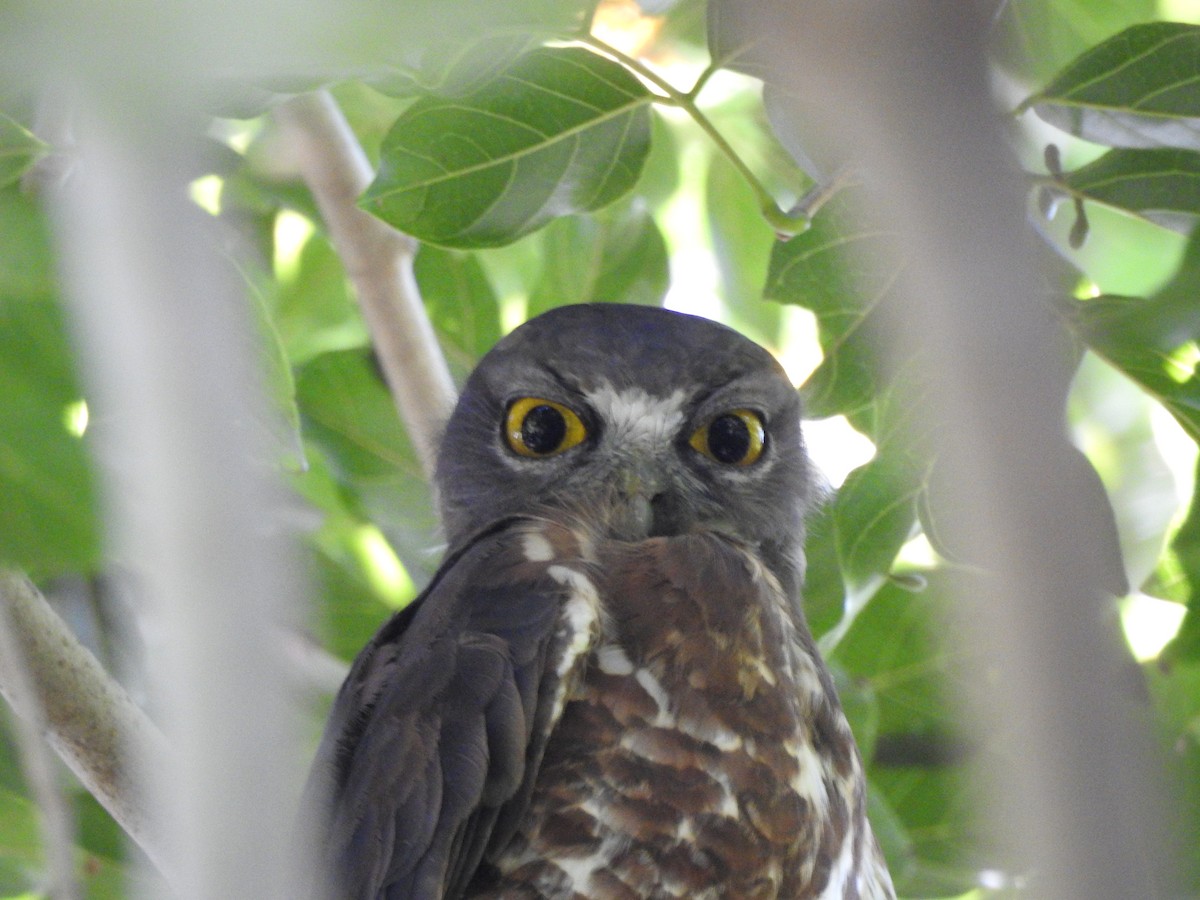 Brown Boobook - ML385964261