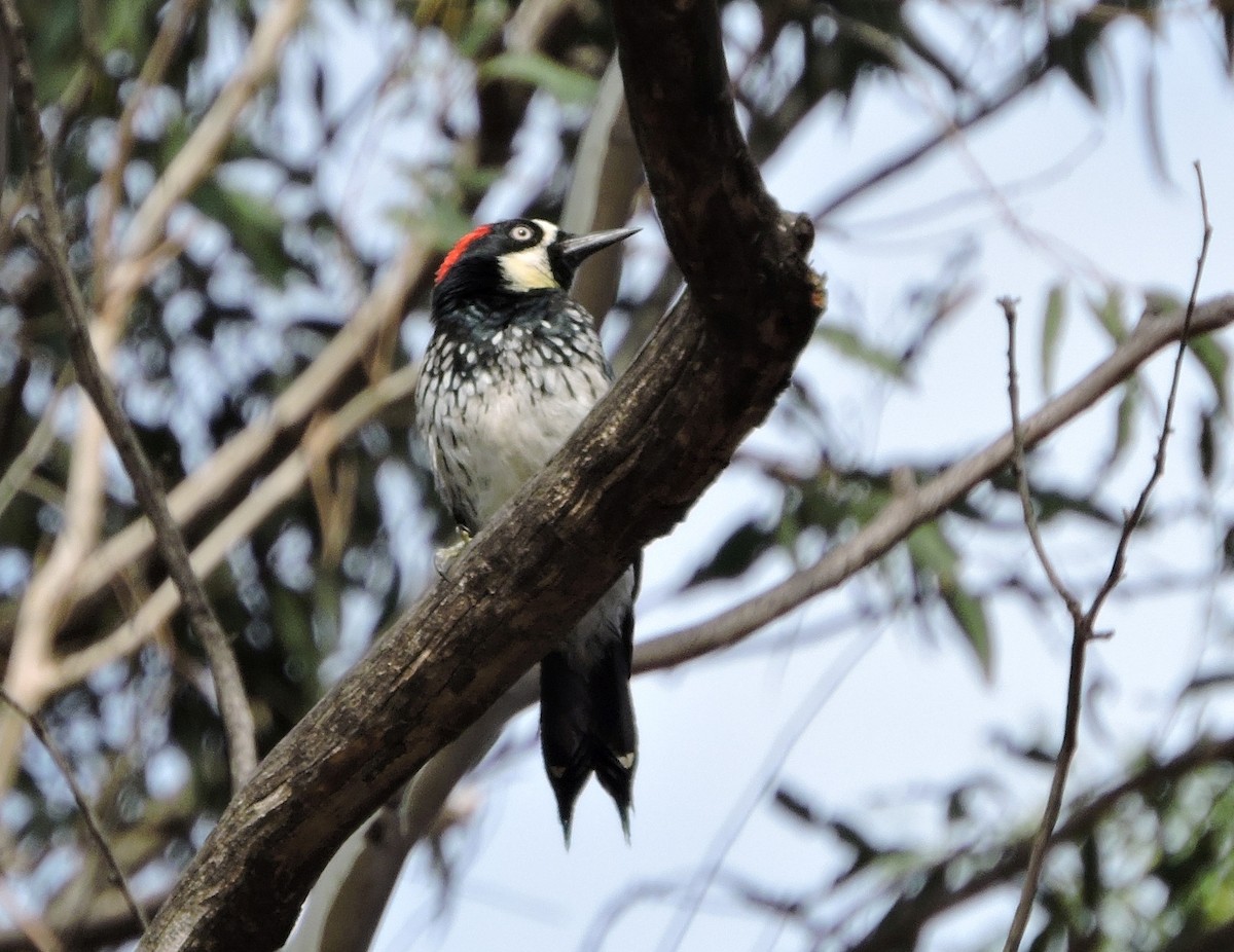 Acorn Woodpecker - ML38596431