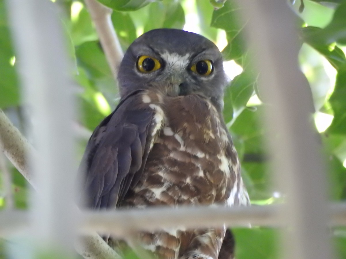 Brown Boobook - Yogeswarie Sreedharan