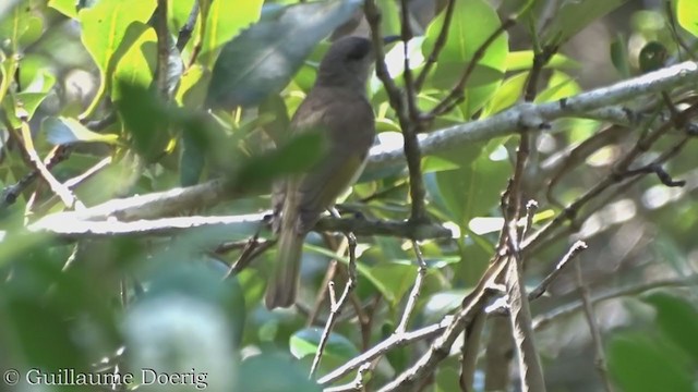 Brown Honeyeater - ML385964491