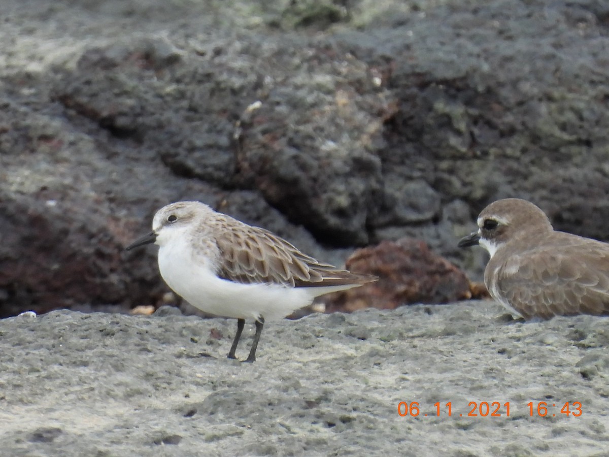 Rotkehl-Strandläufer - ML385966931