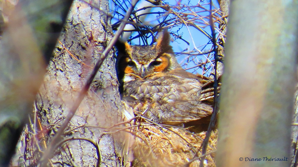 Great Horned Owl - ML38596711