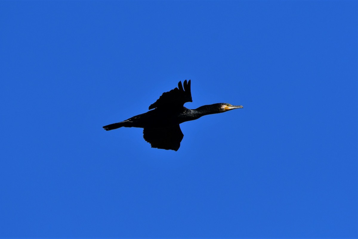 Great Cormorant (Australasian) - ML385967151