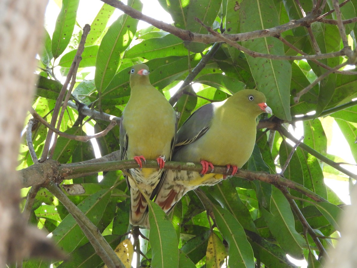 African Green-Pigeon - Doris  Schaule