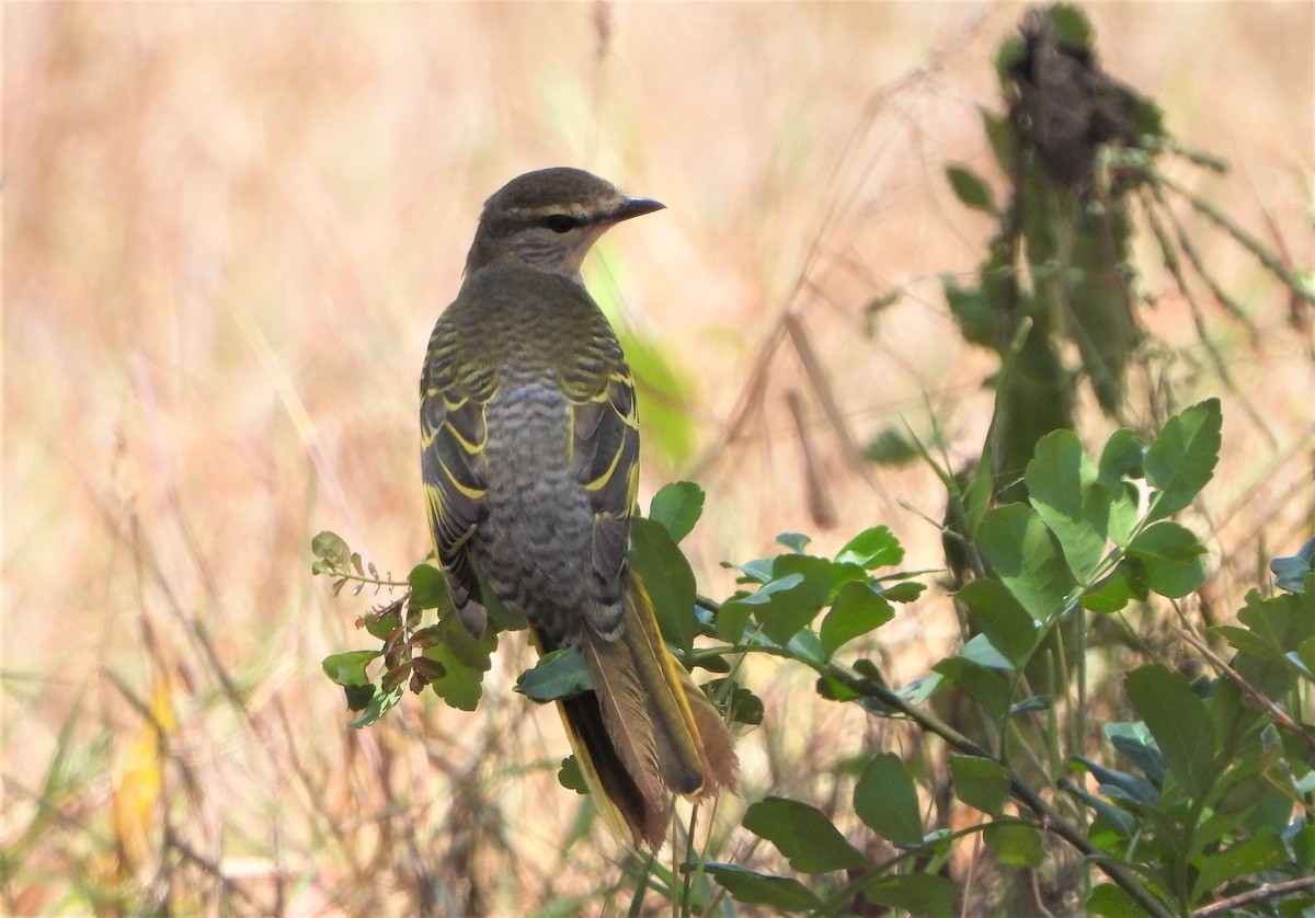 Black Cuckooshrike - Doris  Schaule