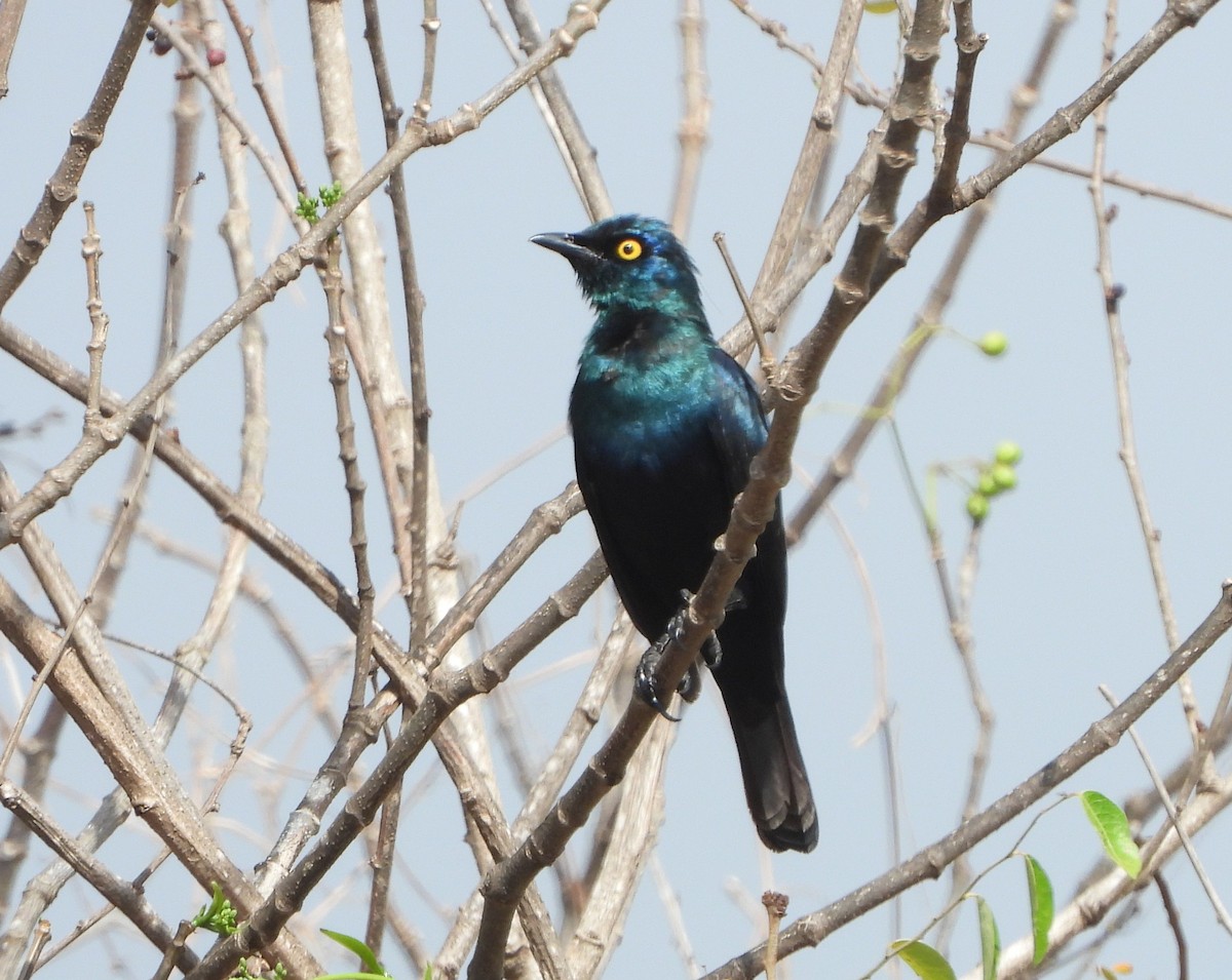 Black-bellied Starling - ML385967841
