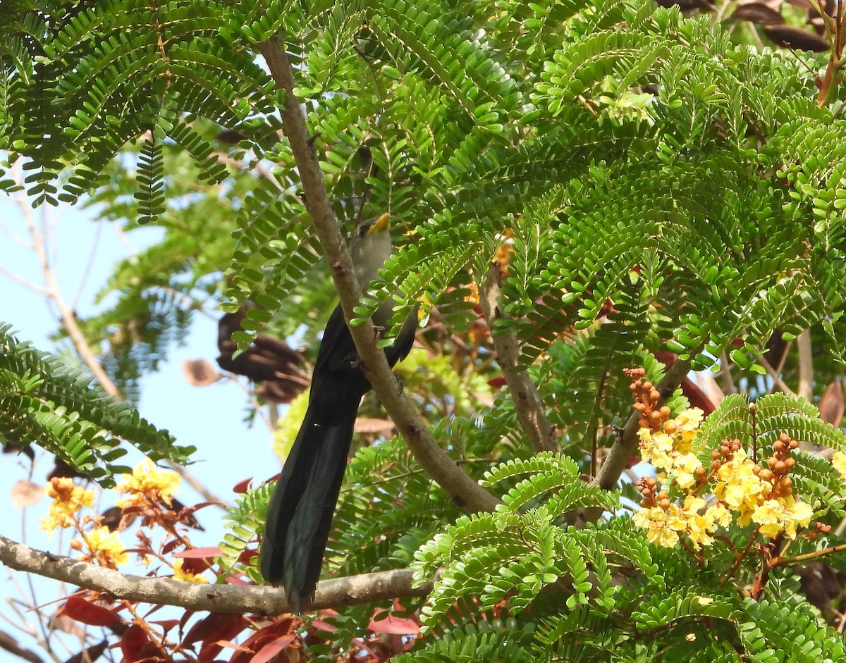 Green Malkoha - Doris  Schaule