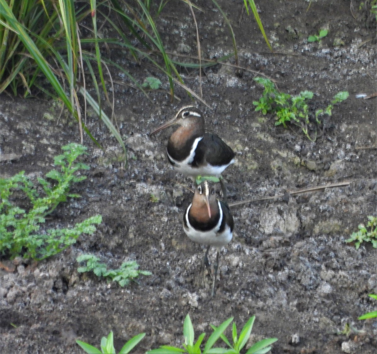 Greater Painted-Snipe - Doris  Schaule