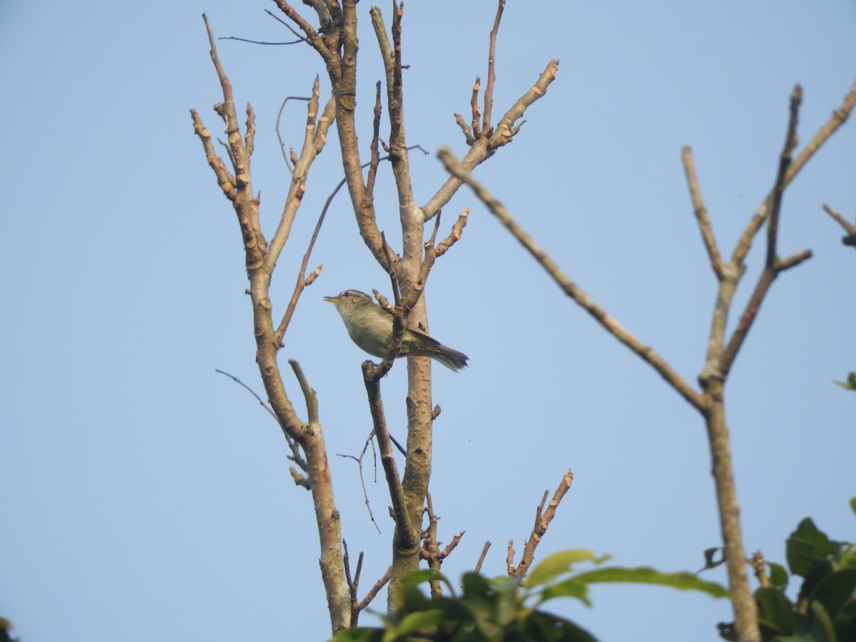 tanımsız Phylloscopus sp. - ML385969461