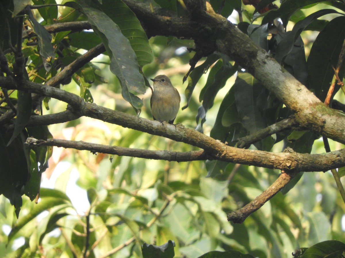 Taiga/Red-breasted Flycatcher - RITWICK MODAK