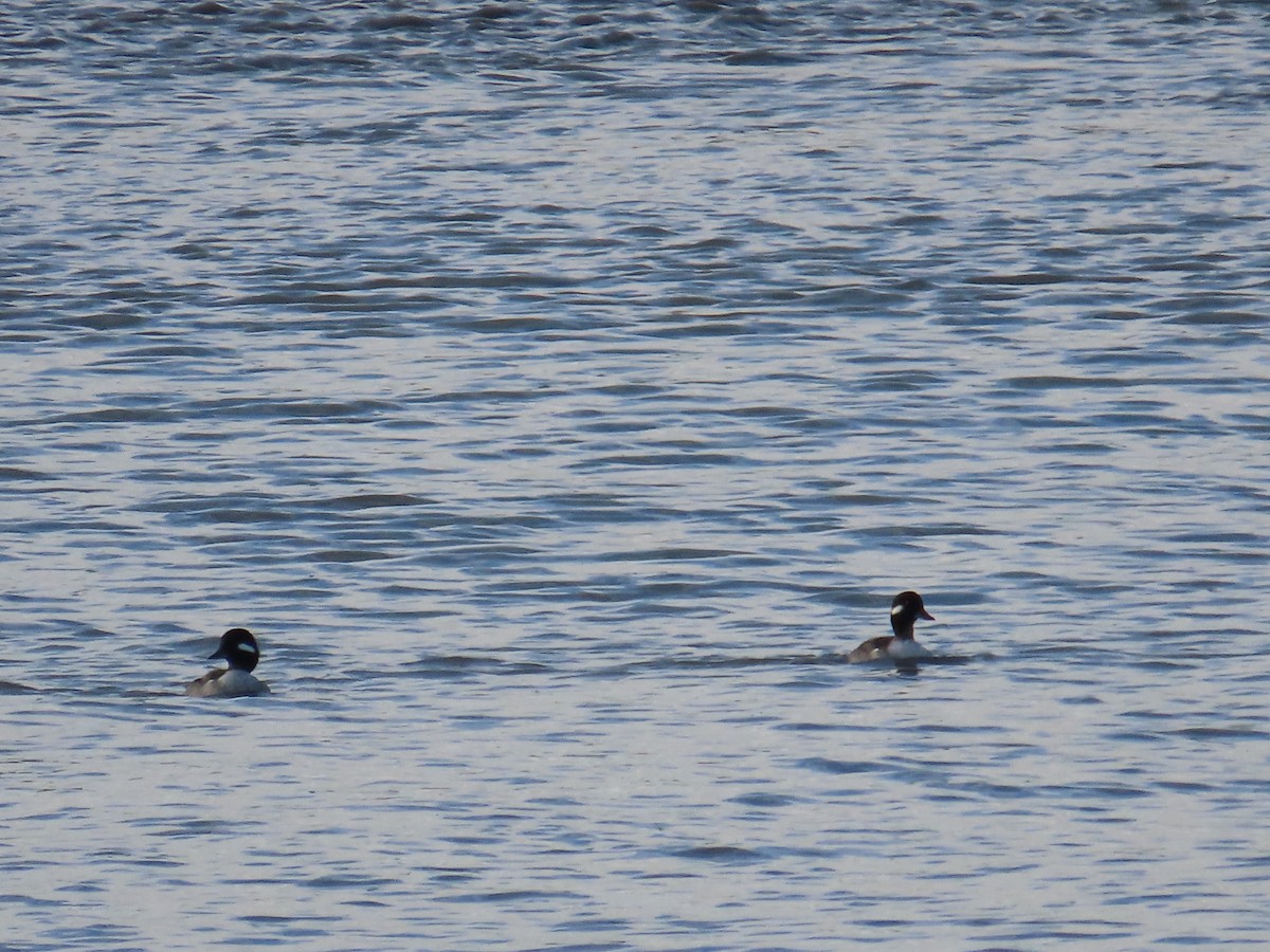 Bufflehead - Laura Burke