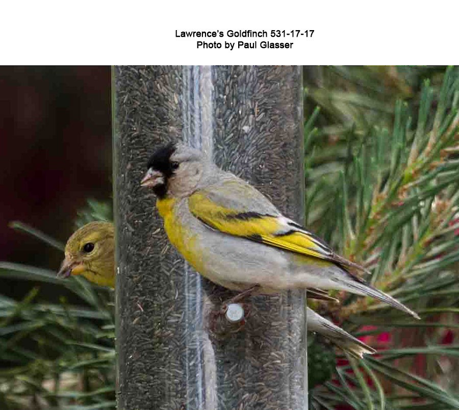 Lawrence's Goldfinch - ML385970171