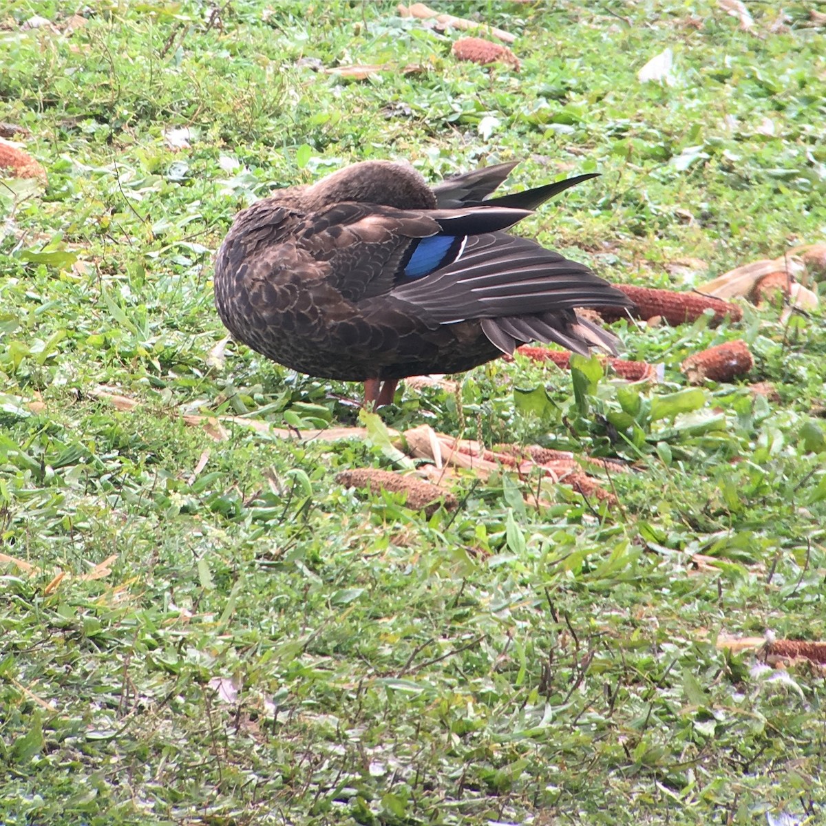 American Black Duck - ML38597181