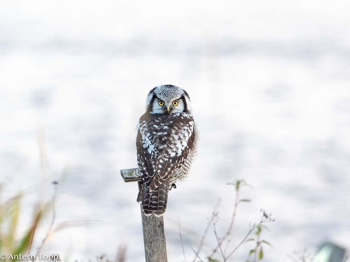 Northern Hawk Owl - ML385972351