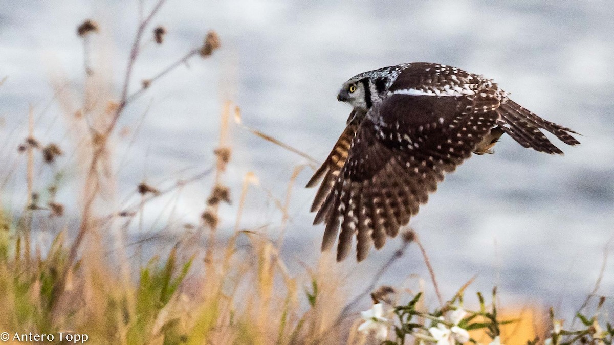 Northern Hawk Owl - ML385972371