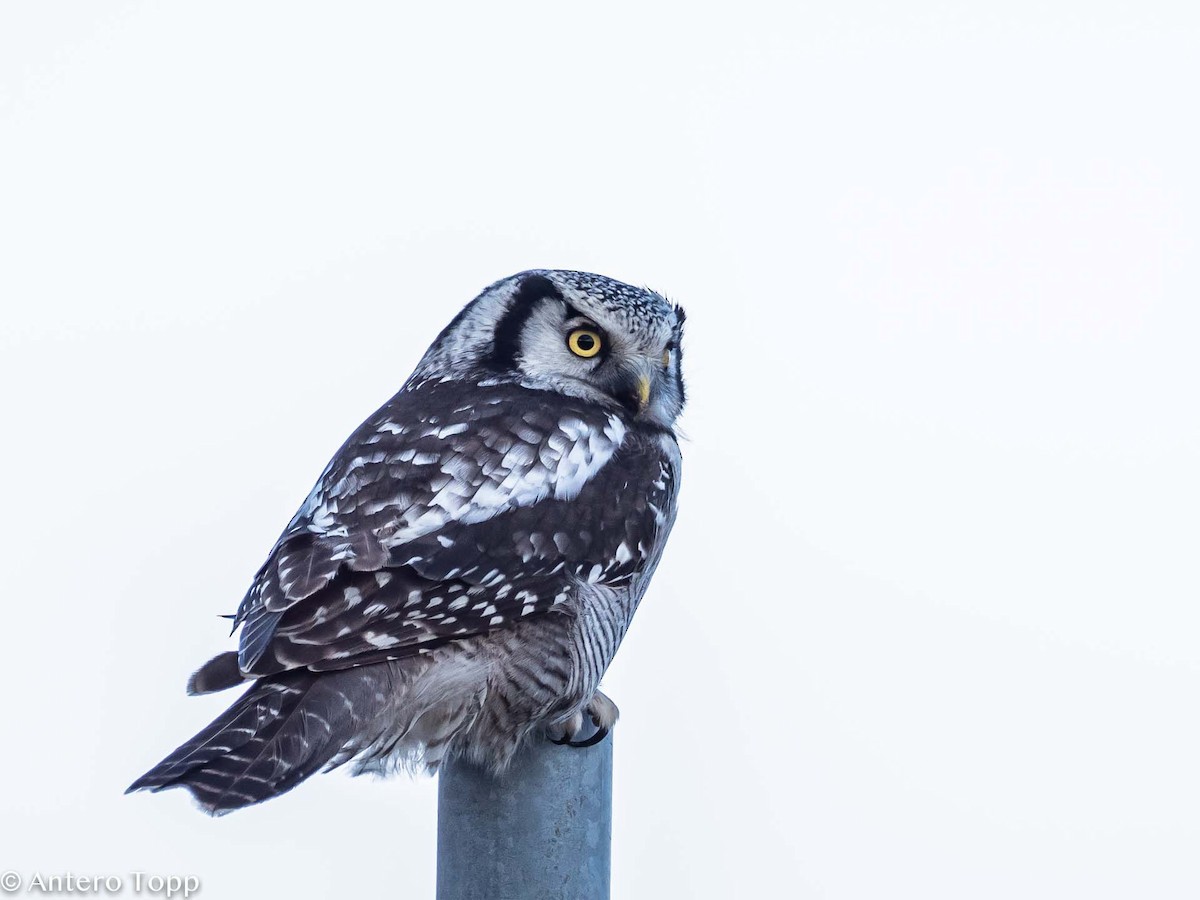 Northern Hawk Owl - ML385972381