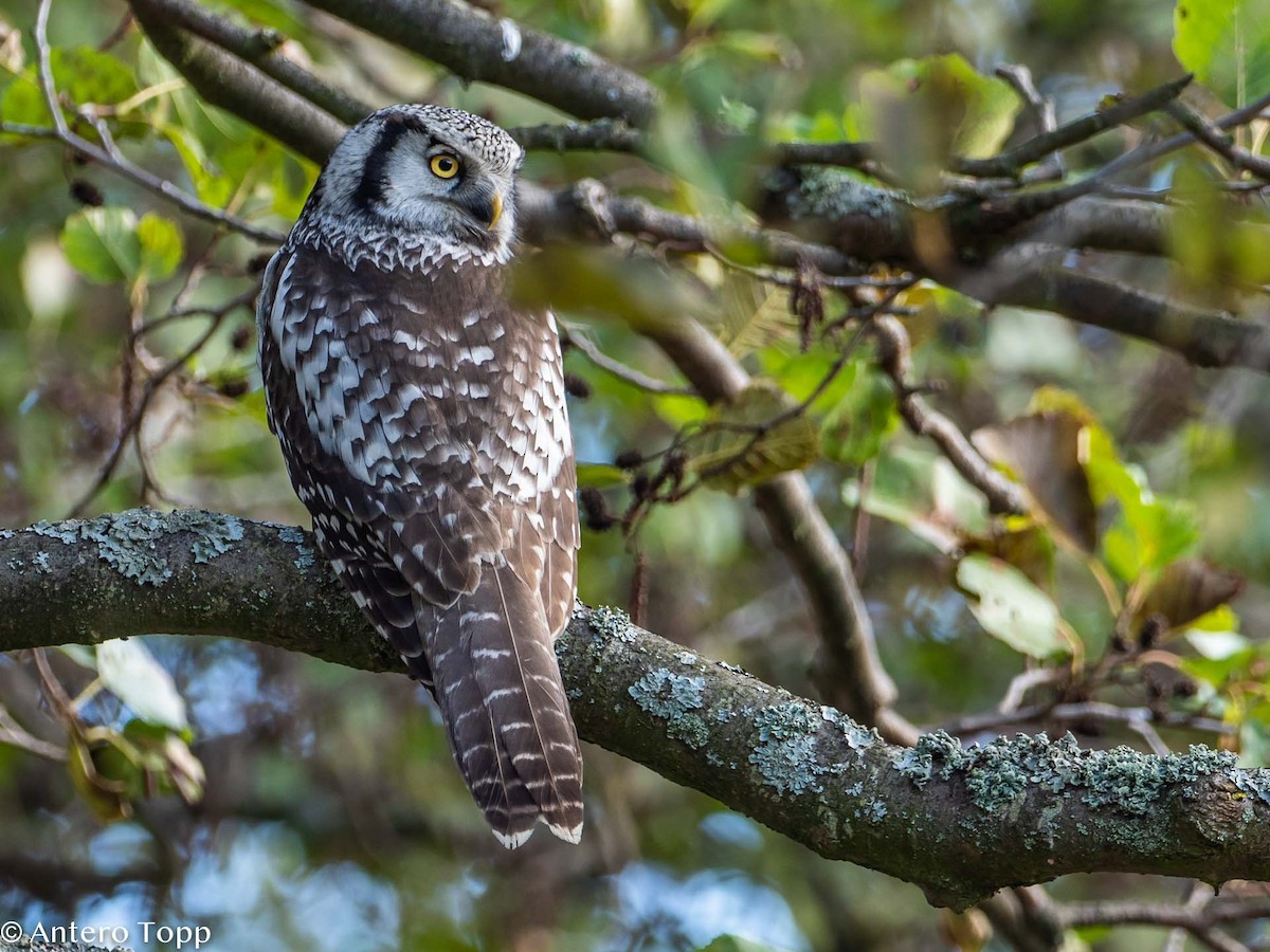 Northern Hawk Owl - ML385972391