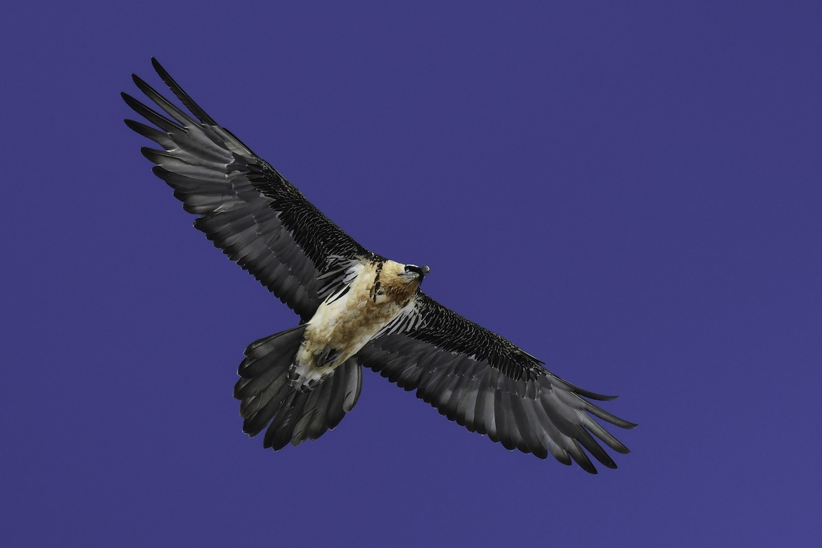 Bearded Vulture - ML385973481