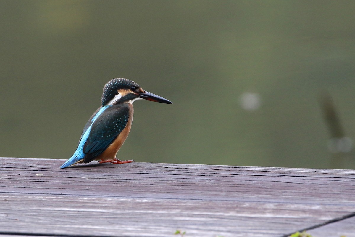 Common Kingfisher - ML385974171