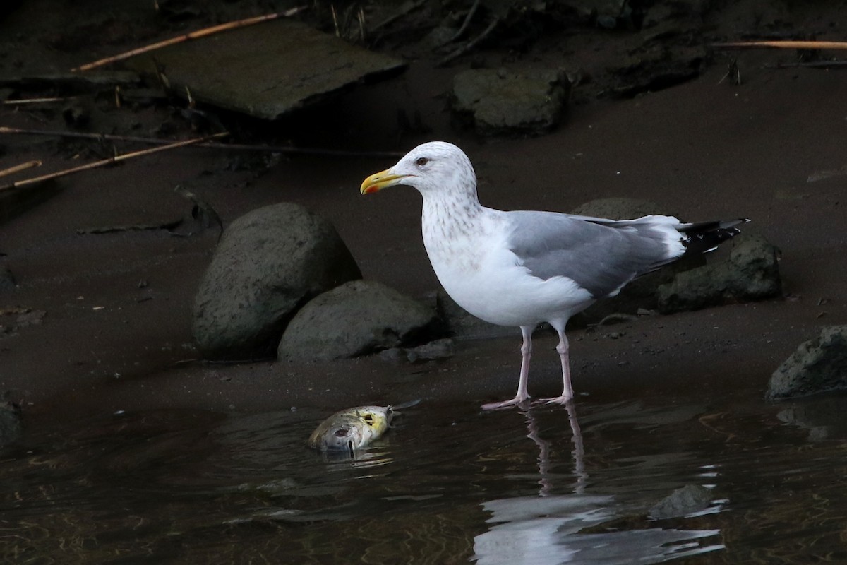 Vega/Mongolian Gull - ML385974231