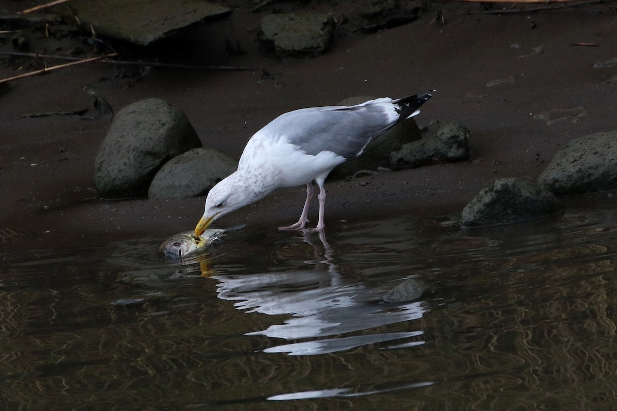 Vega/Mongolian Gull - ML385974251