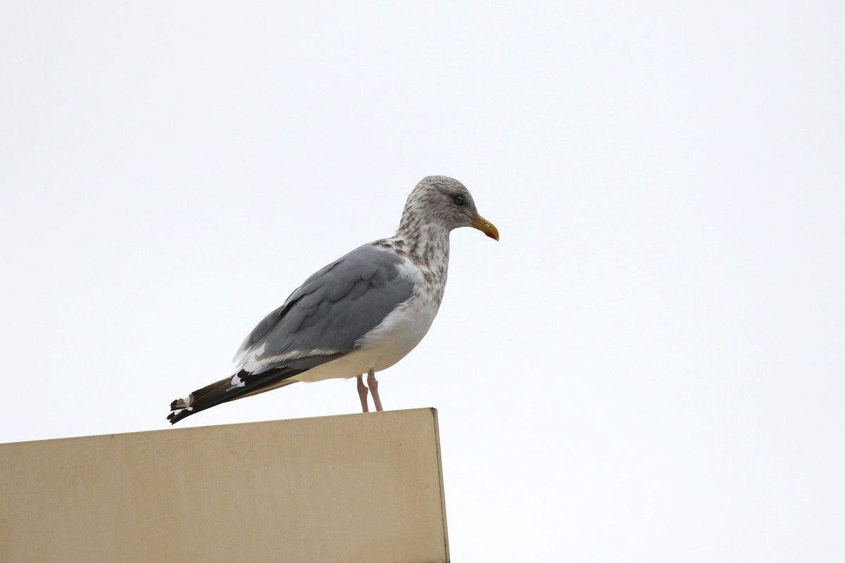 Vega/Mongolian Gull - ML385974281