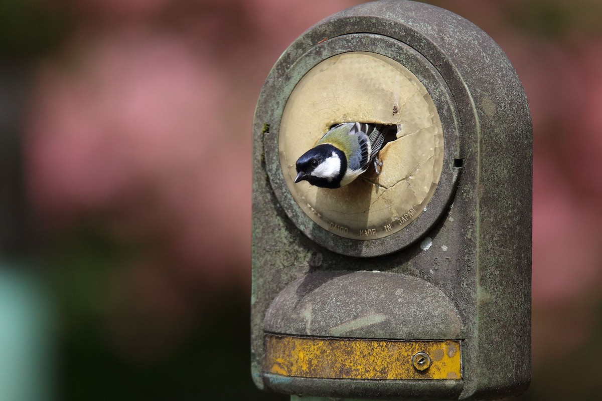 Japanese Tit - ML385974511