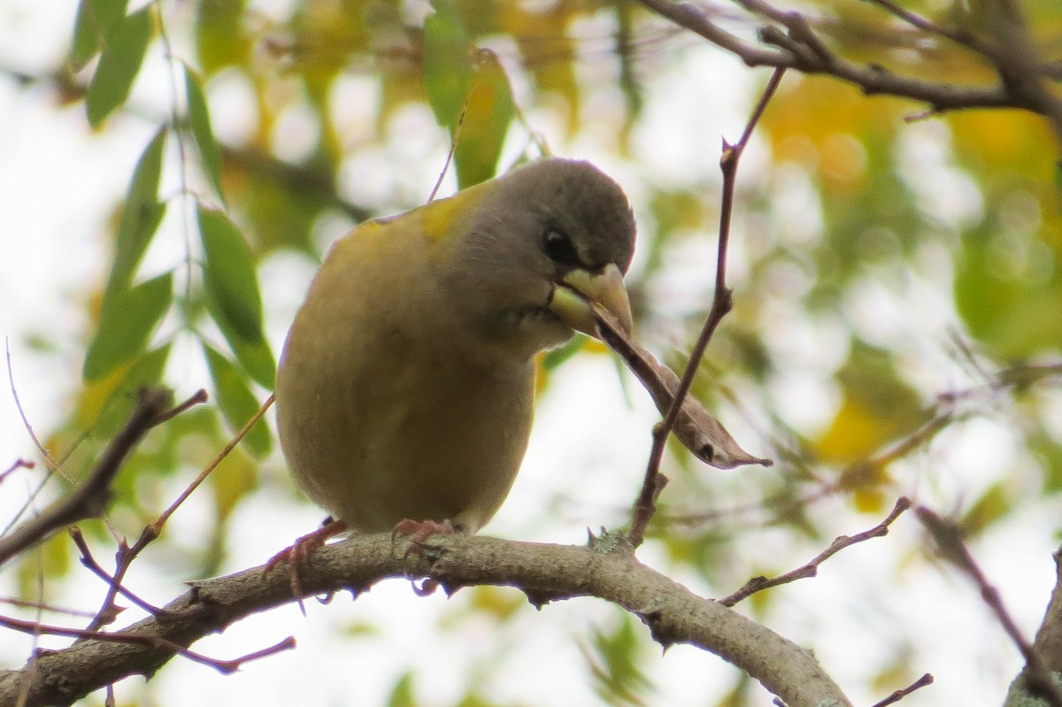 Evening Grosbeak - Becky Marvil